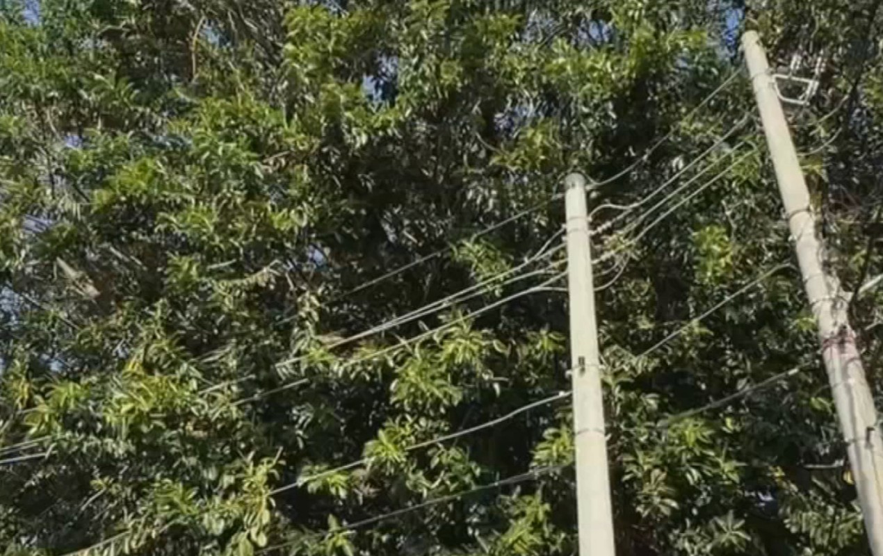 Árvore de 90 anos encosta em fiação elétrica e preocupa moradores em Jundiaí