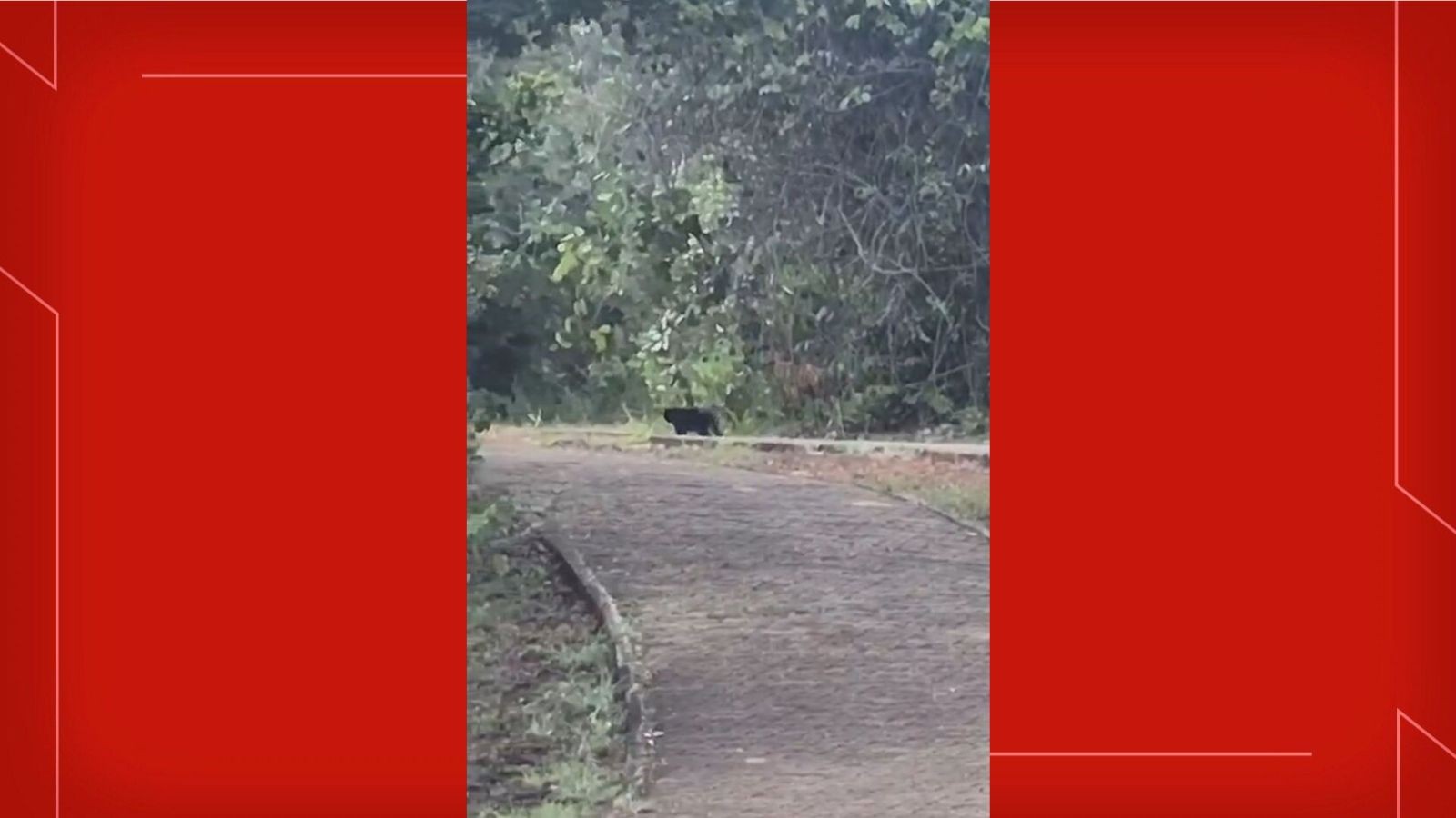 Após morte de onça-parda, Batalhão Ambiental procura suposta onça-preta na Ermida Dom Bosco, no DF; veja VÍDEO