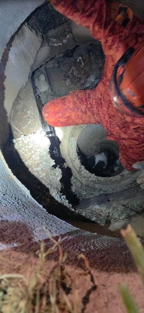 Bombeiros resgatam cão preso em bueiro de cinco metros de profundidade em Petrópolis