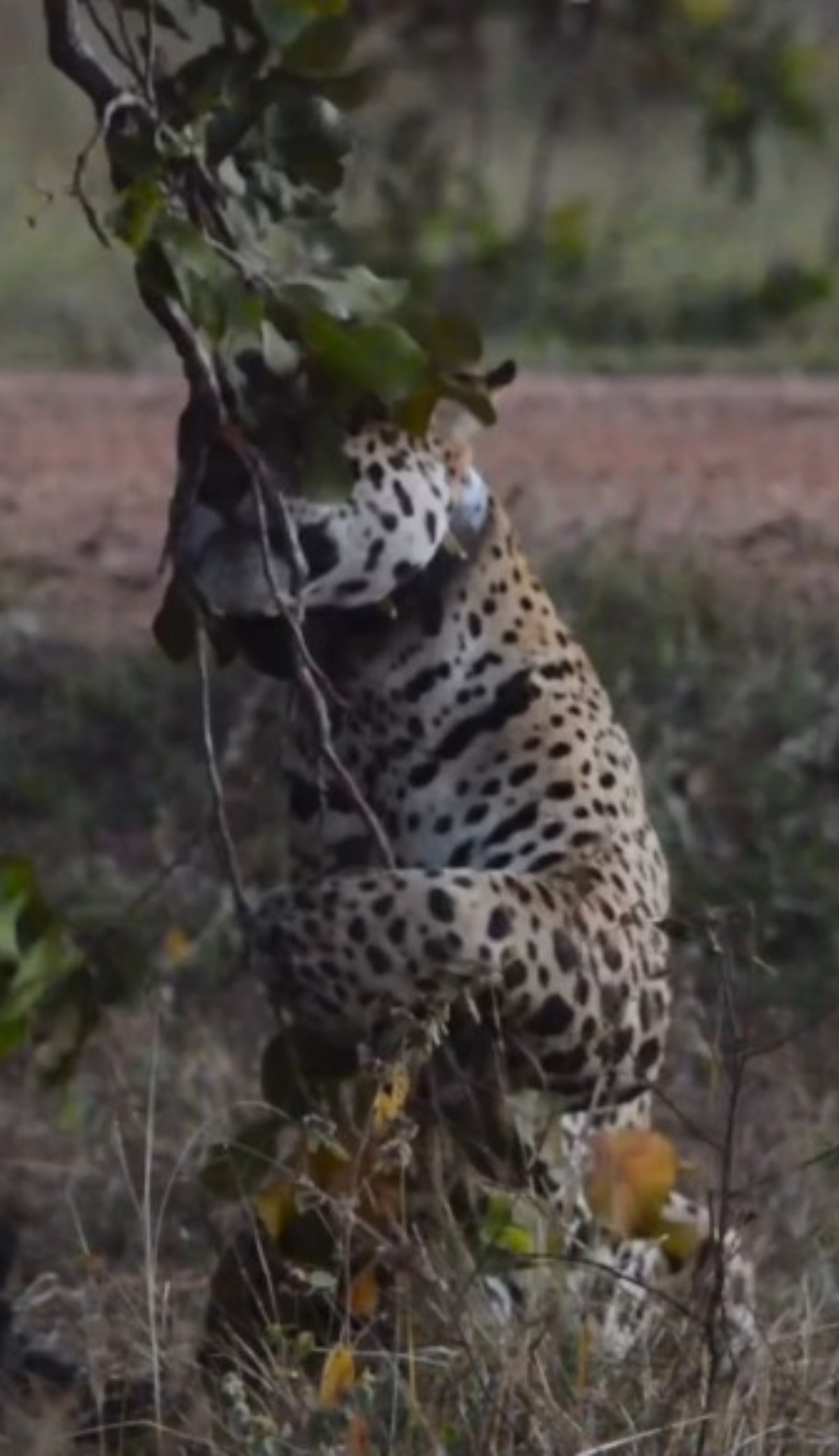 De predadora a brincalhona: onça-pintada se diverte com galho em cena rara no Pantanal