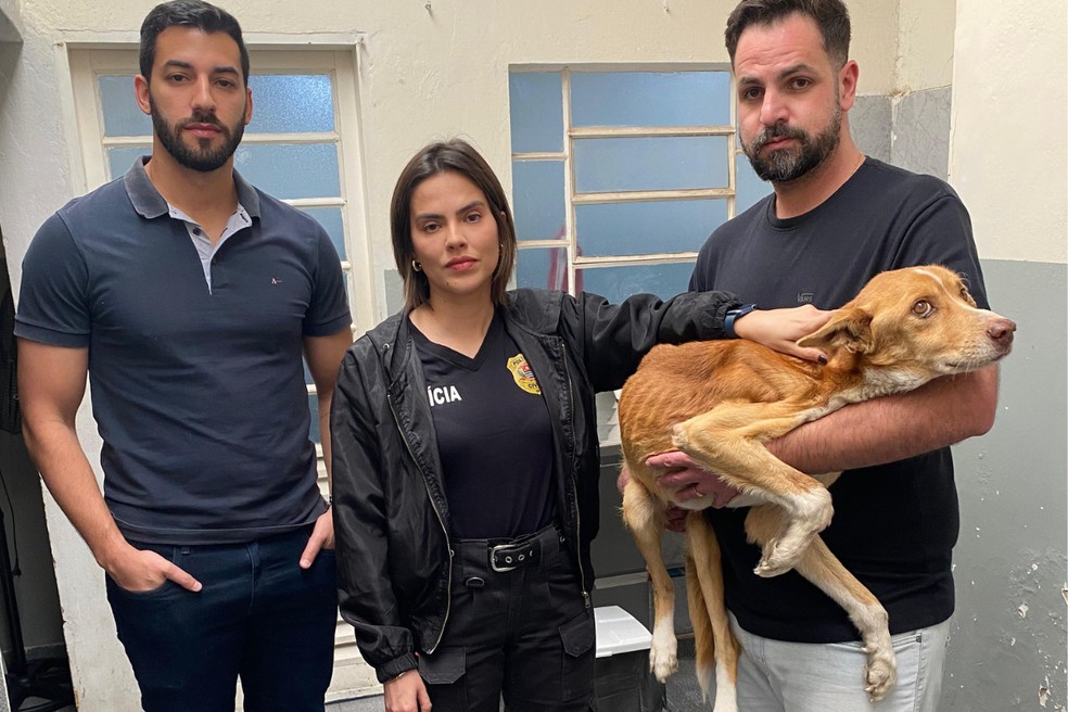 Cão resgatado em situação extrema de maus-tratos em Itapetininga (SP) — Foto: Reprodução/Polícia Civil