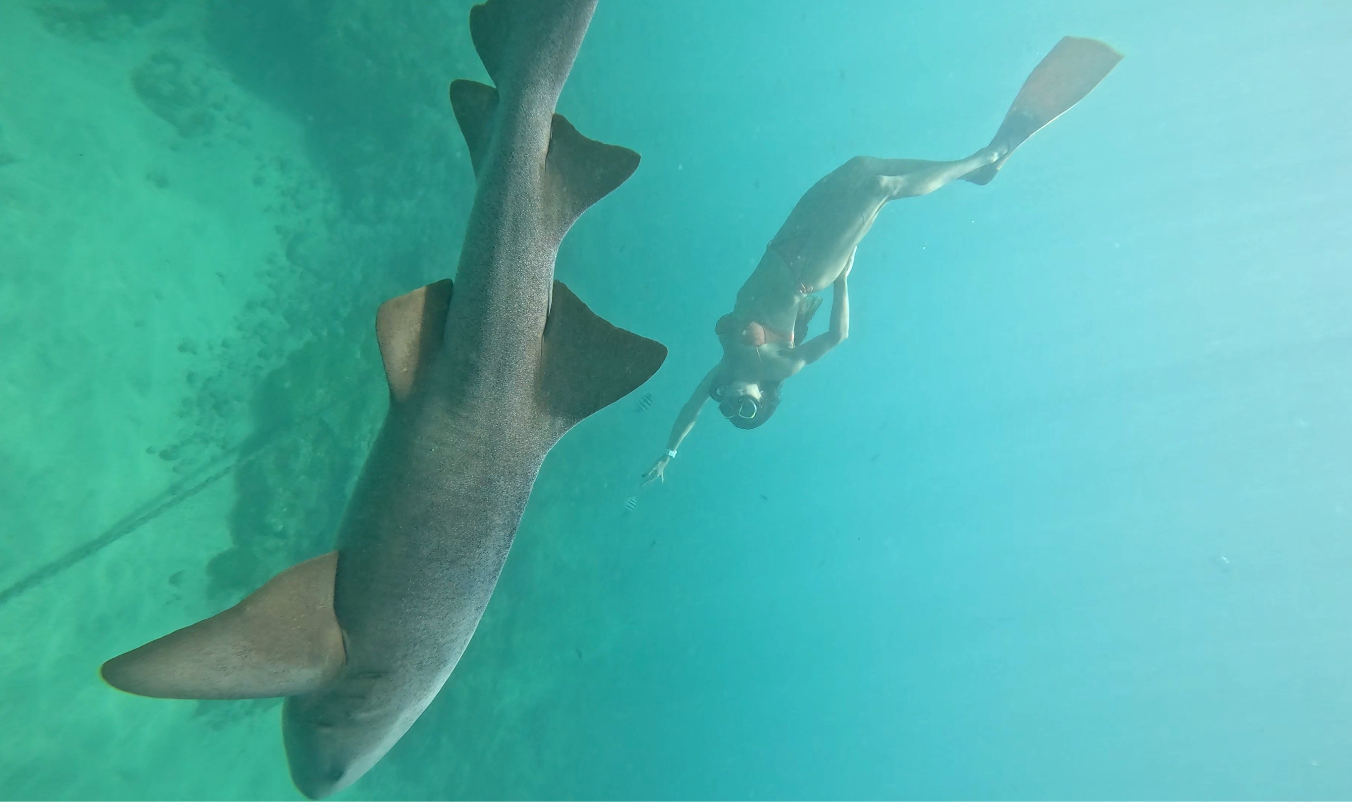 Após mordida, turista volta a Fernando de Noronha e mergulha com tubarões: ‘Não senti medo’