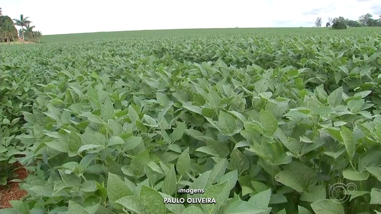 Agronegócio coloca Itapetininga entre as 40 cidades que mais exportam em SP