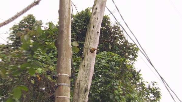 Família no buraco: casal de araçaris 'invade' casa de pica-pau, Terra da  Gente