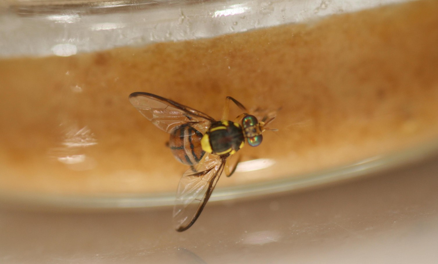 Você Não Tá Convidada pro Meu Bat Mitzvá!