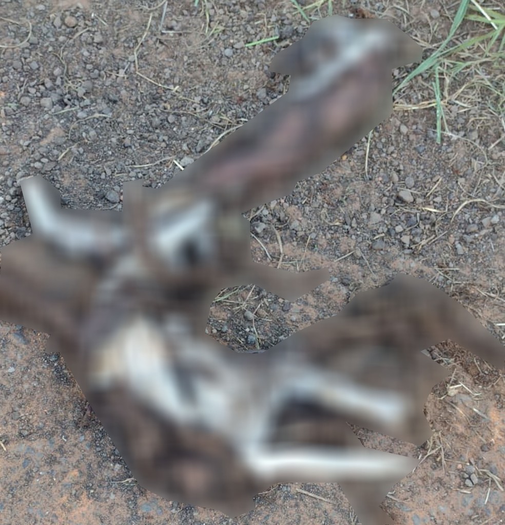 Suposto corpo do animal foi encontrado por uma ONG, em Presidente Venceslau (SP) — Foto: Polícia Ambiental