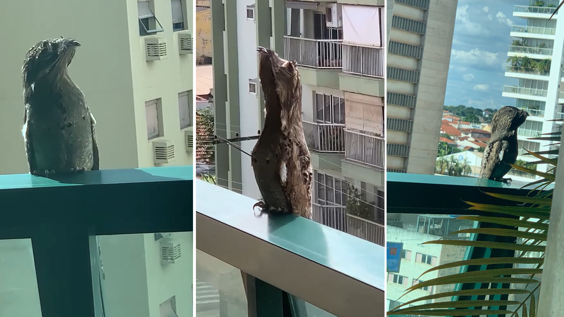 Urutau visita sacada de apartamento e encanta morador no interior de SP; vídeo 