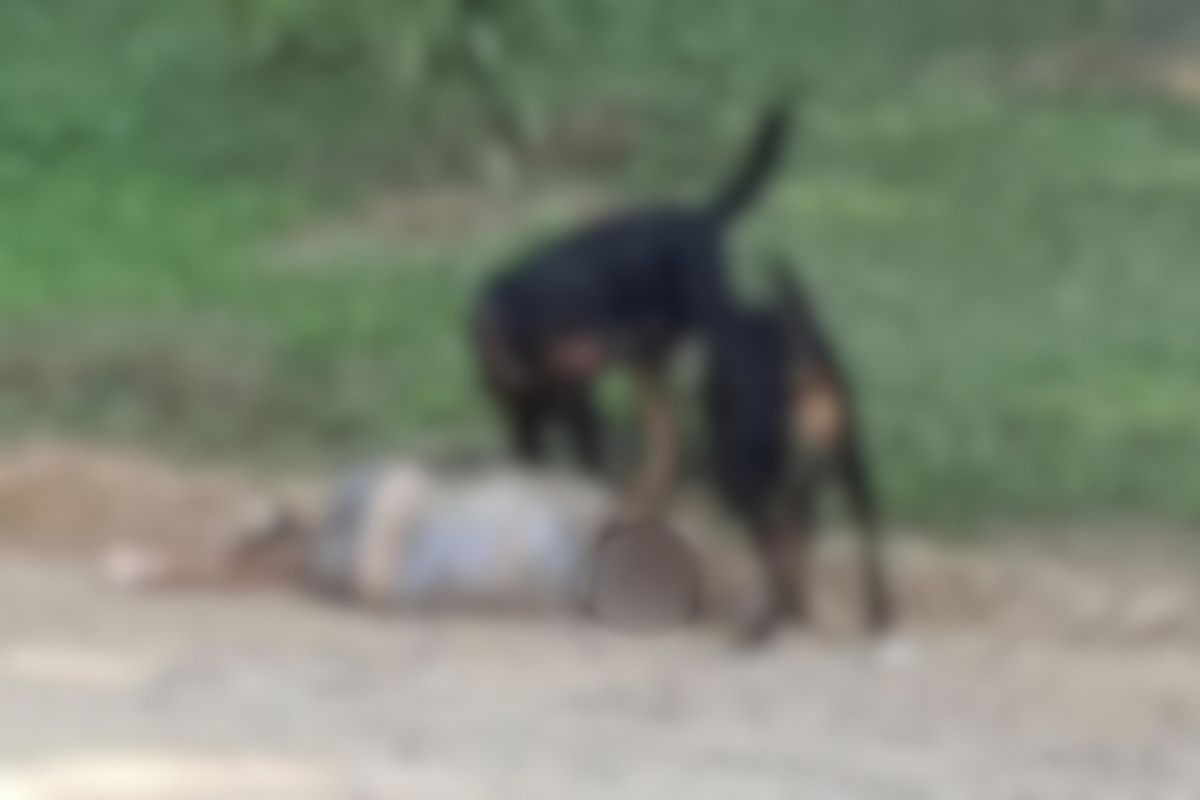 Idosa sofre fraturas e perde as orelhas após ataque de rottweilers em Amparo