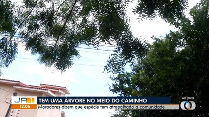 Moradores pedem retirada de árvore que causou danos em calçada na região norte de Palmas