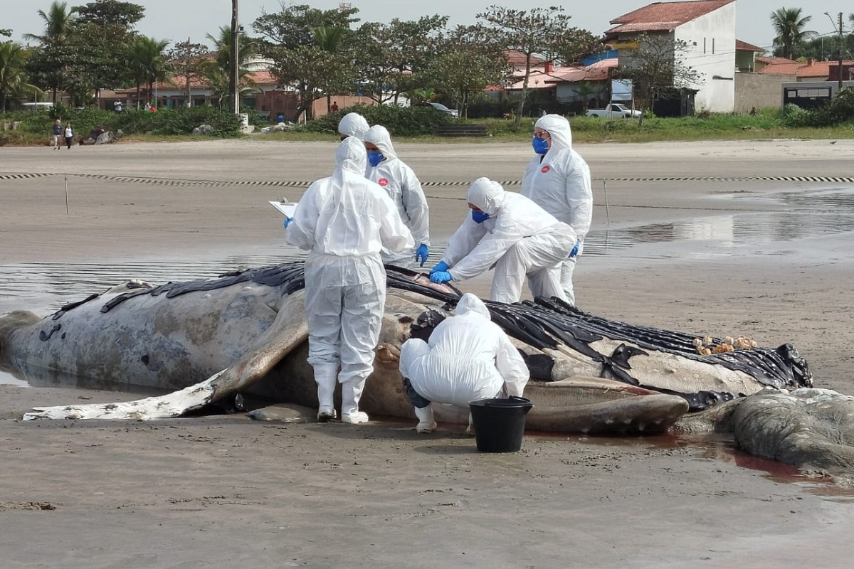Baleia-jubarte morta é encontrada atolada em praia do litoral de SP; VÍDEO