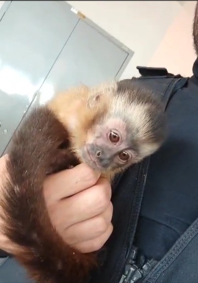 Macaco-prego traficado de SP para Pantanal é resgatado preso em gaiola e sem documentação; Veja vídeo