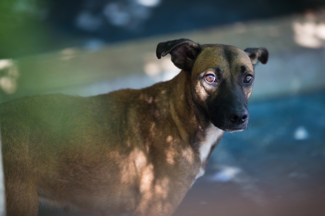 Veto a projeto que obrigava motoristas a socorrer animais atropelados é mantido pela Câmara de Teresina