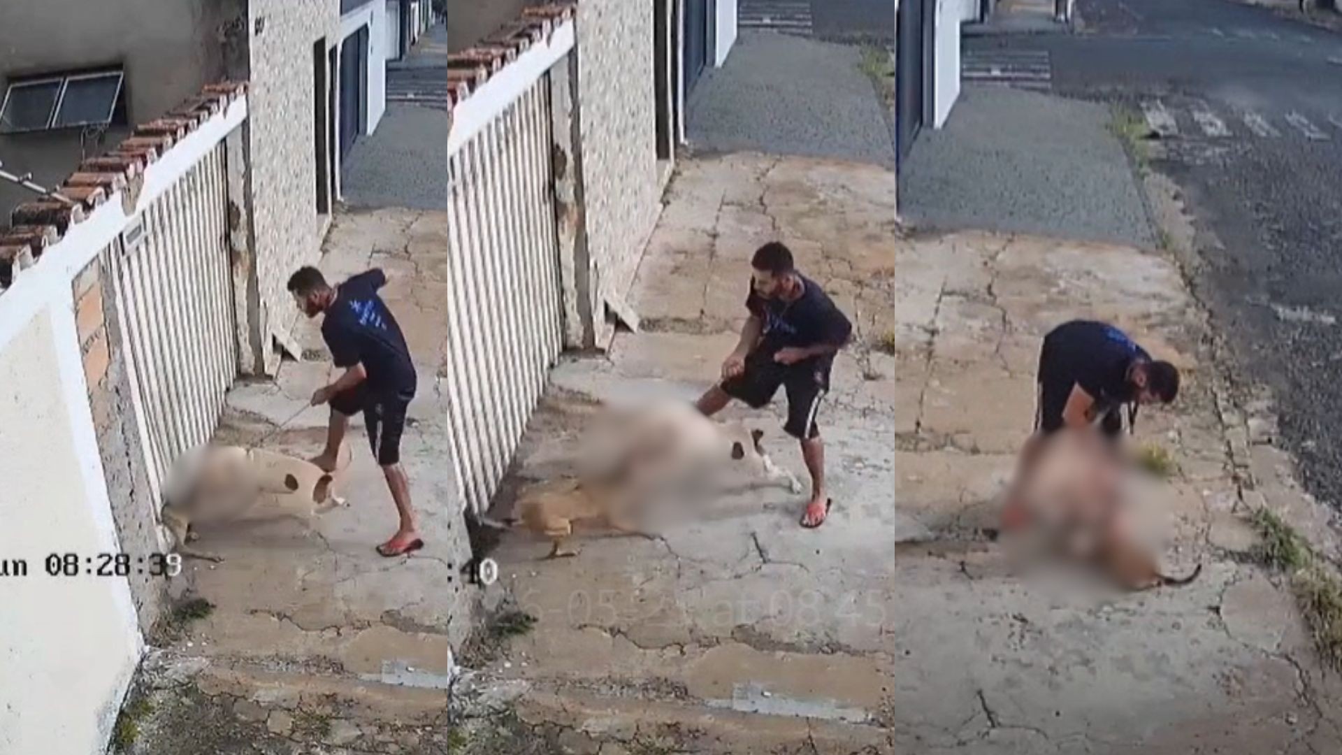 VÍDEO: Pitbull ataca cadela por buraco em portão e a arrasta para fora de casa em Uberlândia
