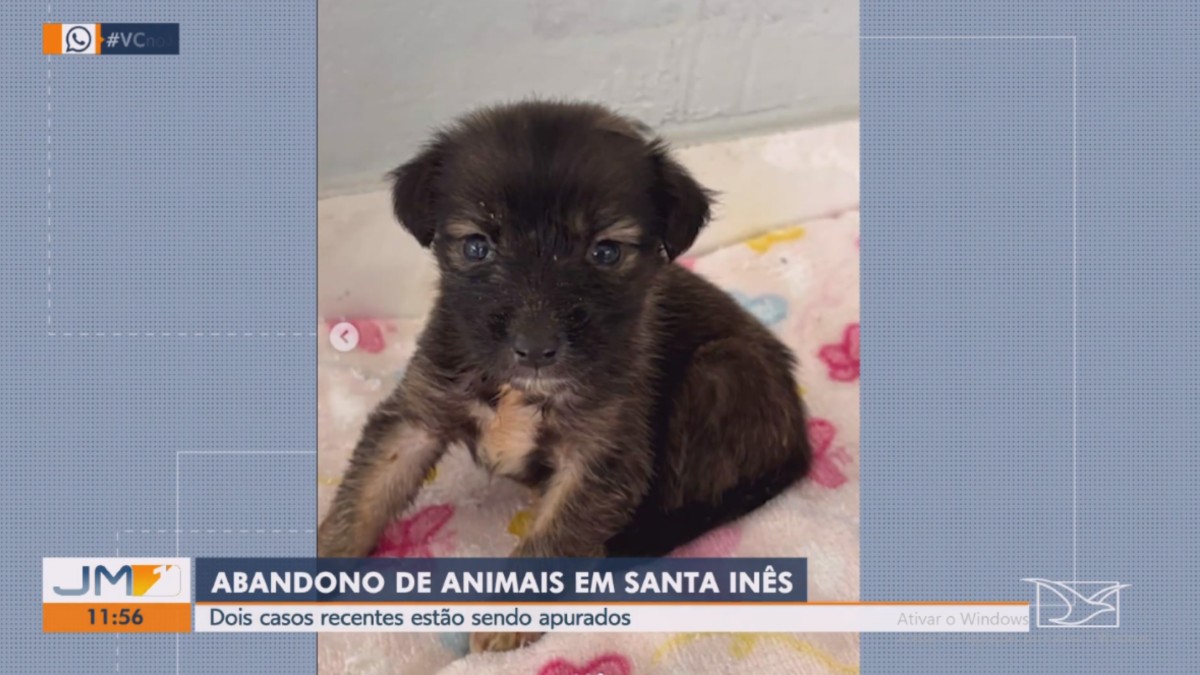 VÍDEO: Dois casos de maus-tratos a animais são registrados em Santa Inês 