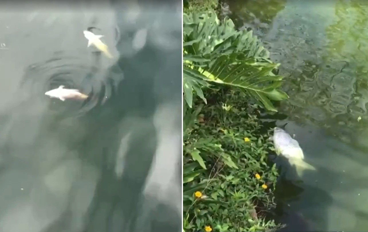 Mortandade de peixes preocupa moradores de Lumiar, em Nova Friburgo