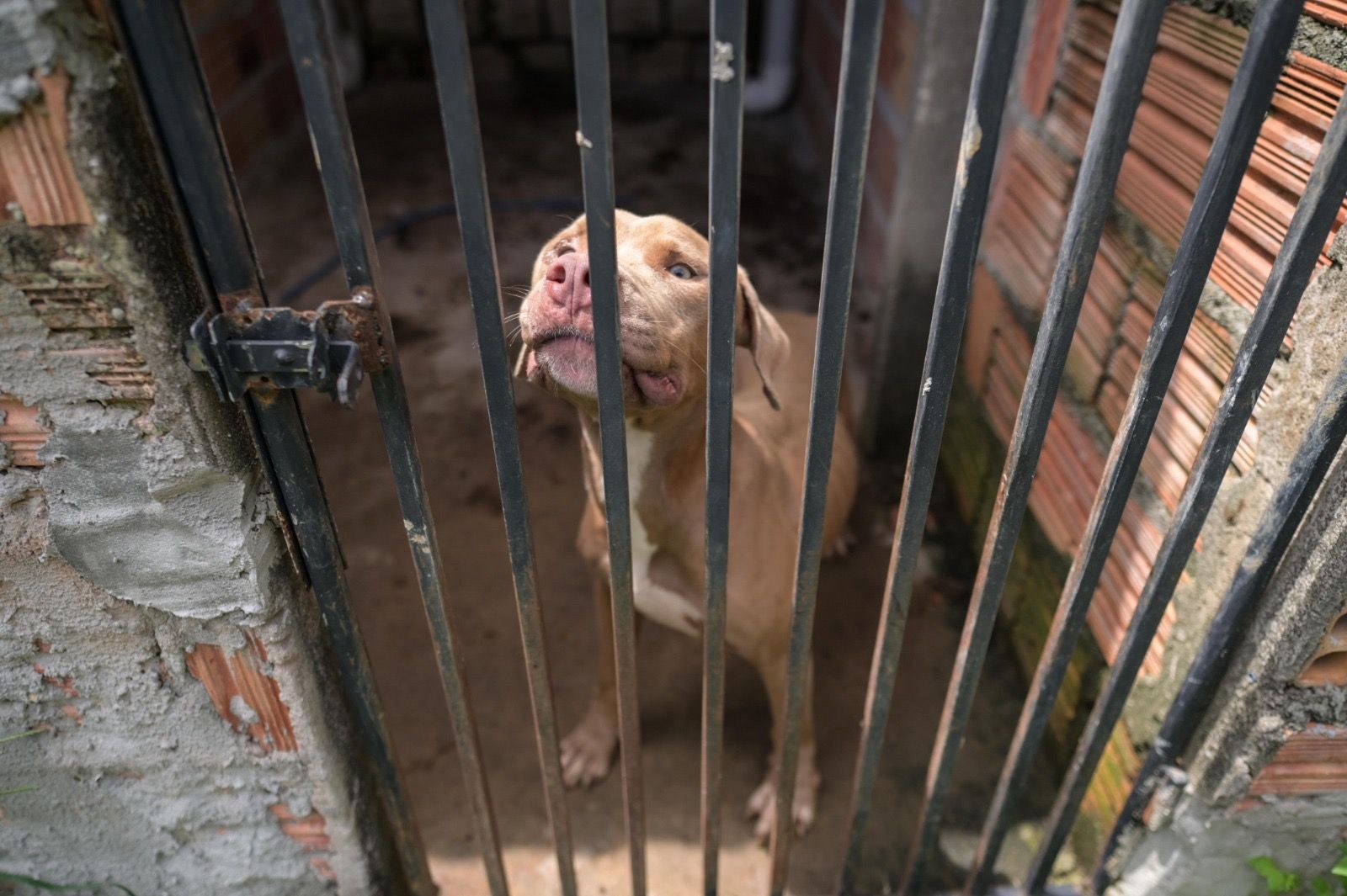 Canil clandestinos onde cães eram mantidos em condições de maus-tratos é desativado em Manaus