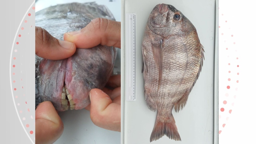 Peixe sargo-de-dentes é comum em todo o litoral do Brasil e foi pescado em Anchieta, no Sul do Espírito Santo — Foto: Reprodução