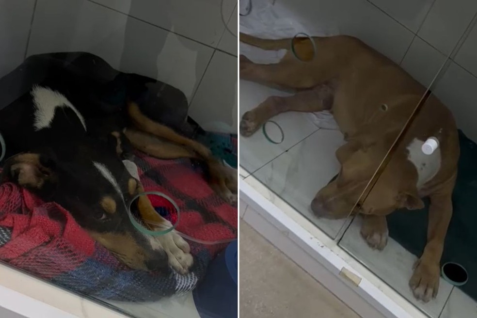 Cães são vítimas de maus-tratos em Praia Grande - Imagem: Reprodução / TV Tribuna