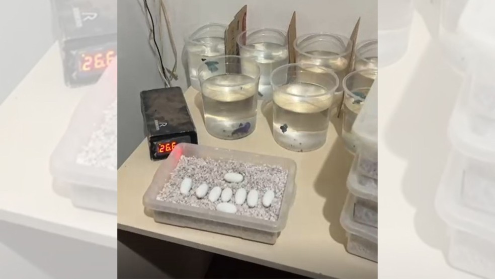 Mais de 260 ovos de cobra foram encontrados em incubadora artesanal, em Assis — Foto: Divulgação