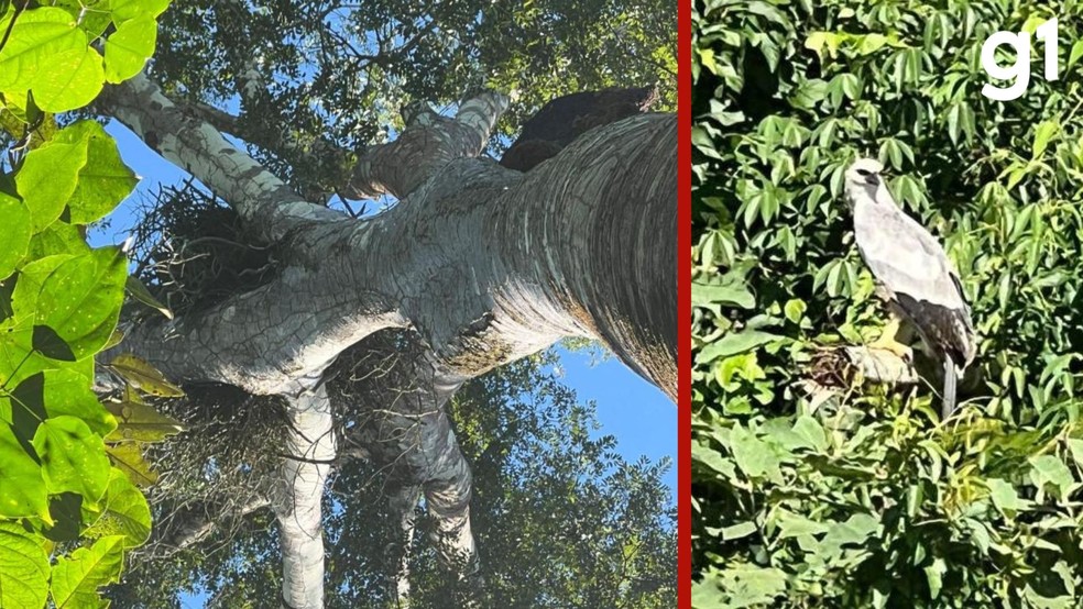 O animal, tamb�m conhecido como harpia, foi identificado durante a��es de monitoramento da fauna silvestre realizadas pela equipe da Sema. � Foto: Secom-MT