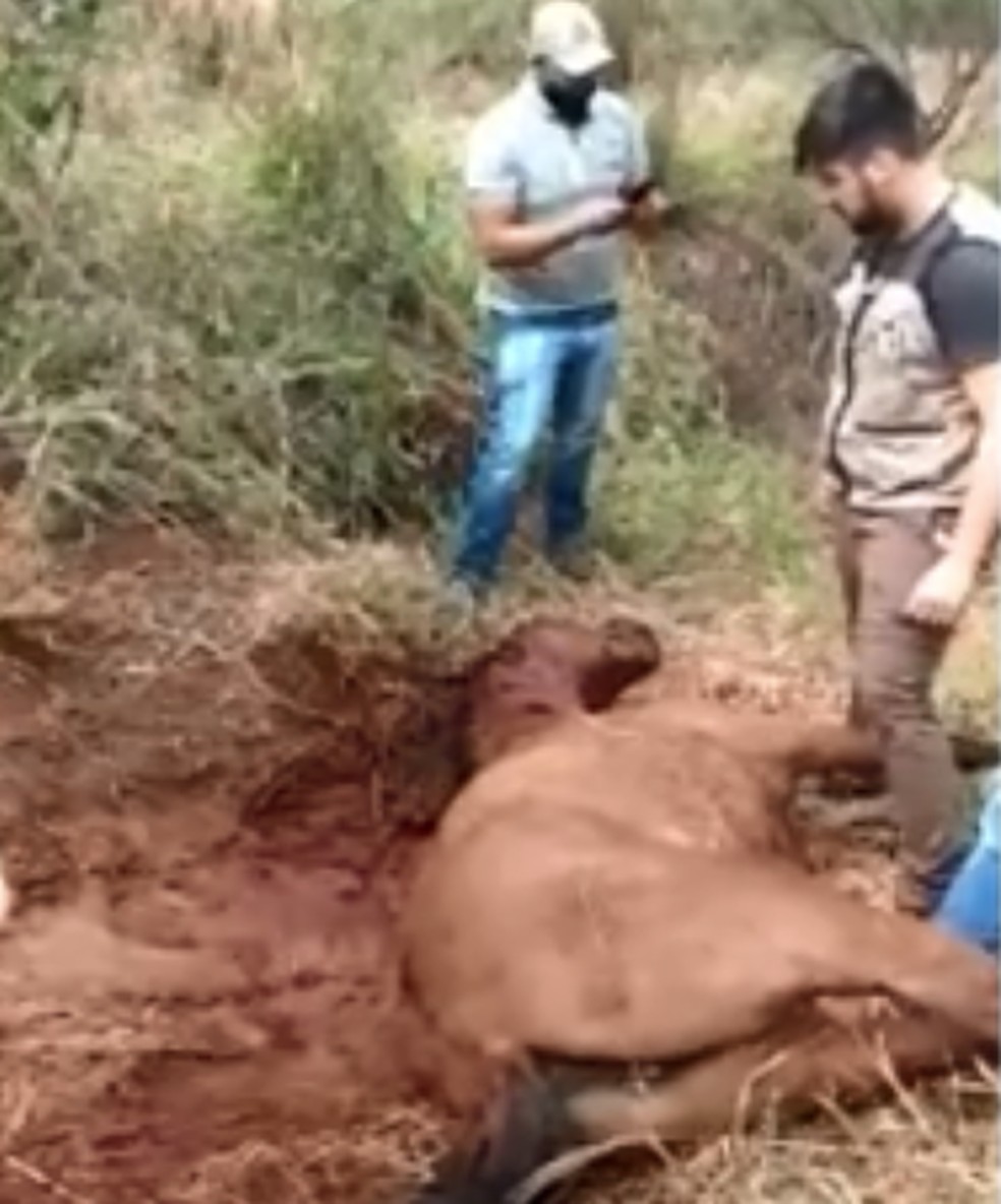 3°BABM tenta localizar onça-parda que esta matando cavalos na região de  Canela - Rádio Uirapuru