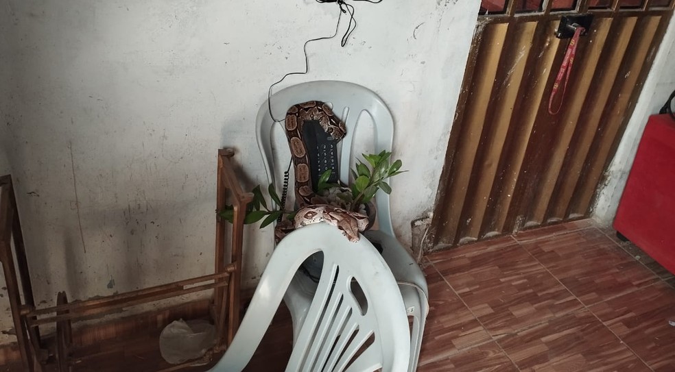 PMCE resgata jiboia encontrada em cima de telefone fixo de residência no Crato — Foto: Divulgação/PMCE