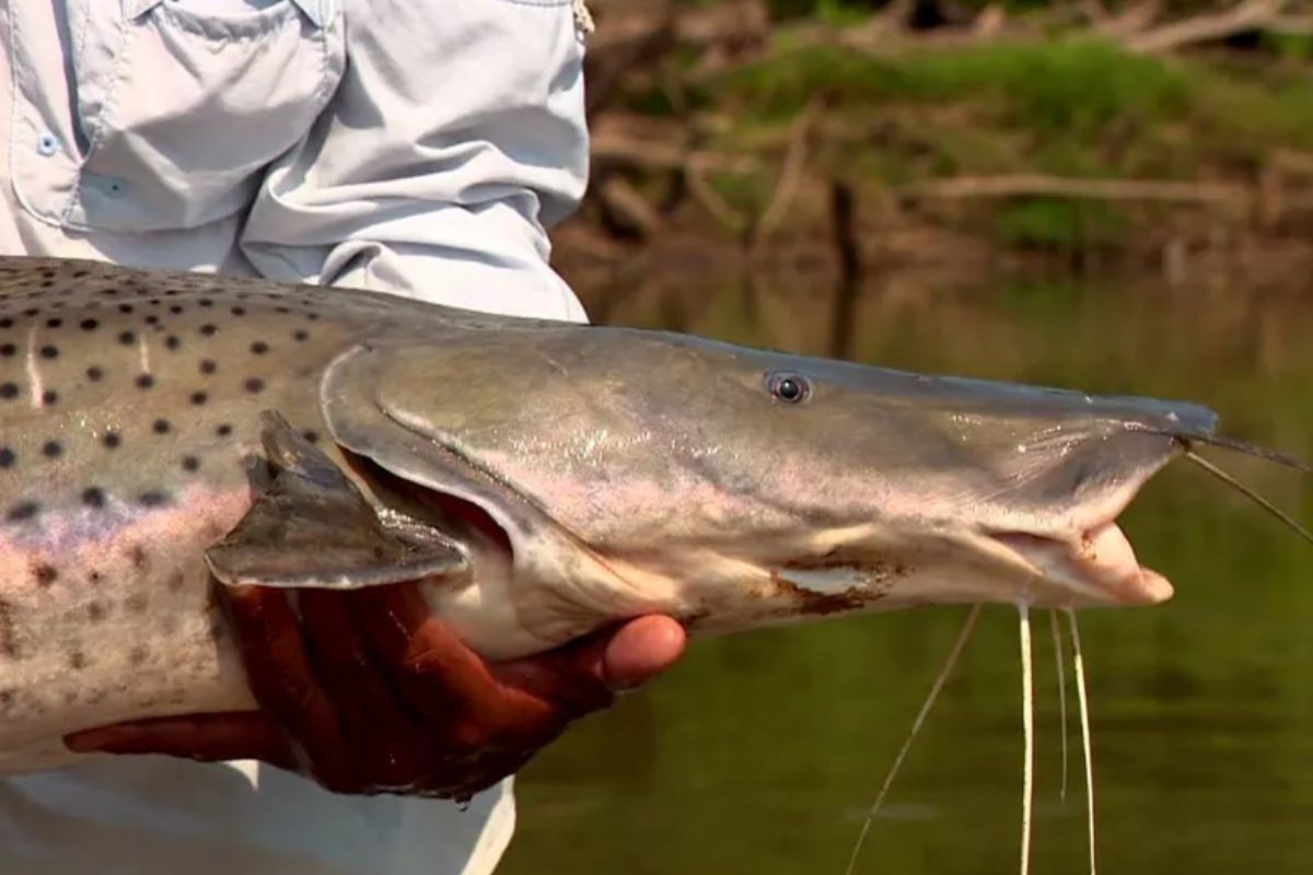 Pintado na COP15: proposta global quer unir países para proteger espécie de peixe gigante