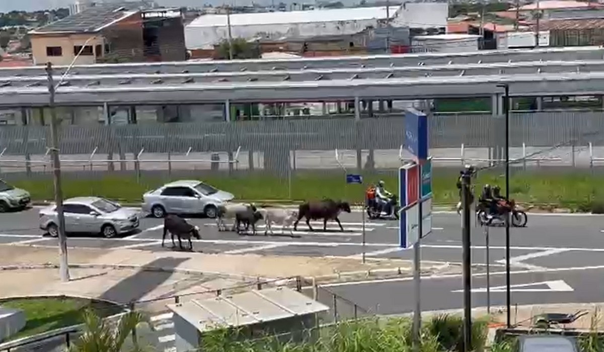 VÍDEO: vacas são flagradas circulando entre carros em avenida de Campinas