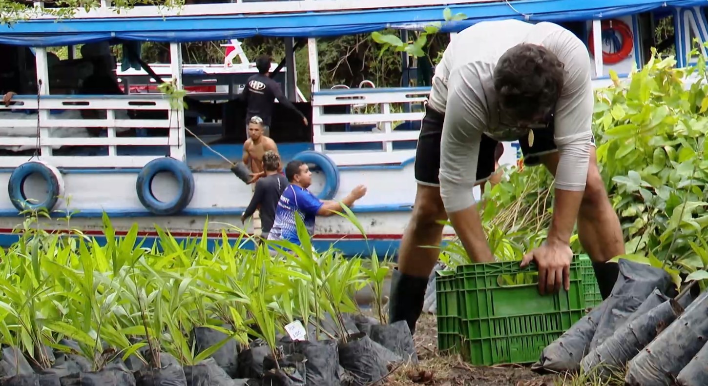 Projeto de reflorestamento transforma áreas degradadas em agroflorestas sustentáveis na Amazônia