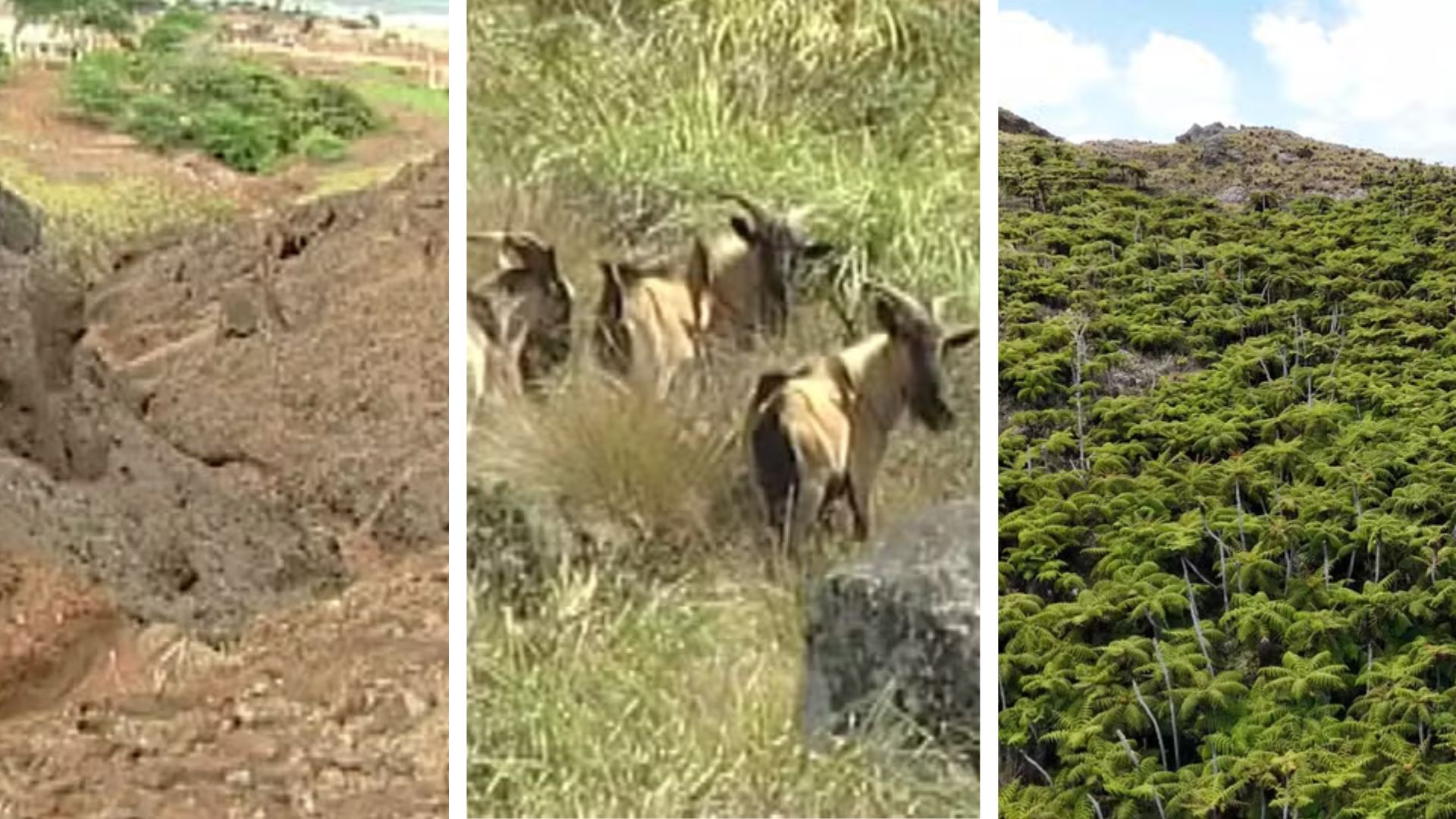Ilha inabitada mais distante da costa brasileira recupera vegetação após morte de cabras que devastaram área verde
