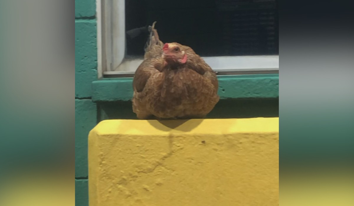 Galinha que 'fiscaliza' veículos faz sucesso na web e vira mascote de praça de pedágio no interior de SP  