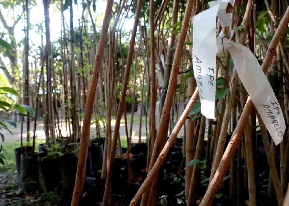 Itanhaém (SP) realiza doação de mudas para arborização e preservação ambiental — Foto: Prefeitura de Itanhaém