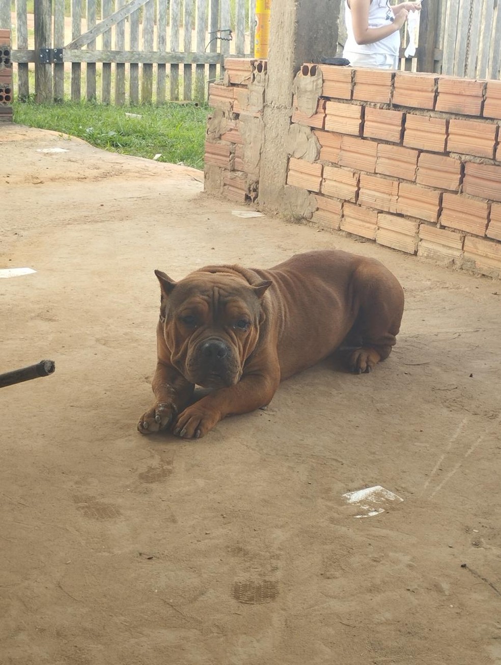 Kolbi, cão da raça american bully que foi morto no interior do Acre — Foto: Arquivo pessoal