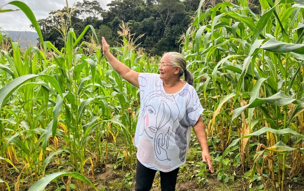 Dia Mundial da Agricultura': Alagoas tem boa safra de gr&atilde;os atrav&eacute;s de  programa de incentivo aos pequenos produtores | Alagoas | G1