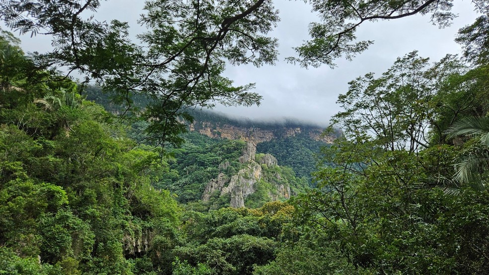 Mata Úmida do Planalto da Ibiapaba, no Parque Nacional de Ubajara — Foto: Fábio Nunes
