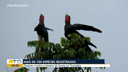 Monitoramento lista espécies de aves que habitam o Tocantins