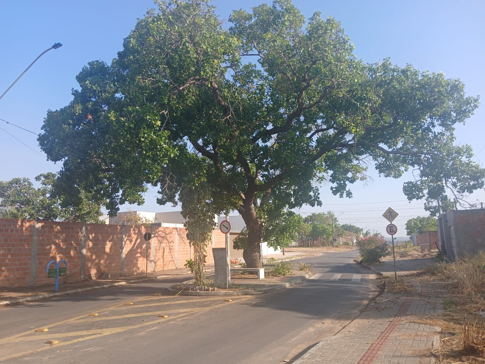 História e preservação: veja como está o pé de pequi que ganhou praça no meio de avenida em cidade do Tocantins