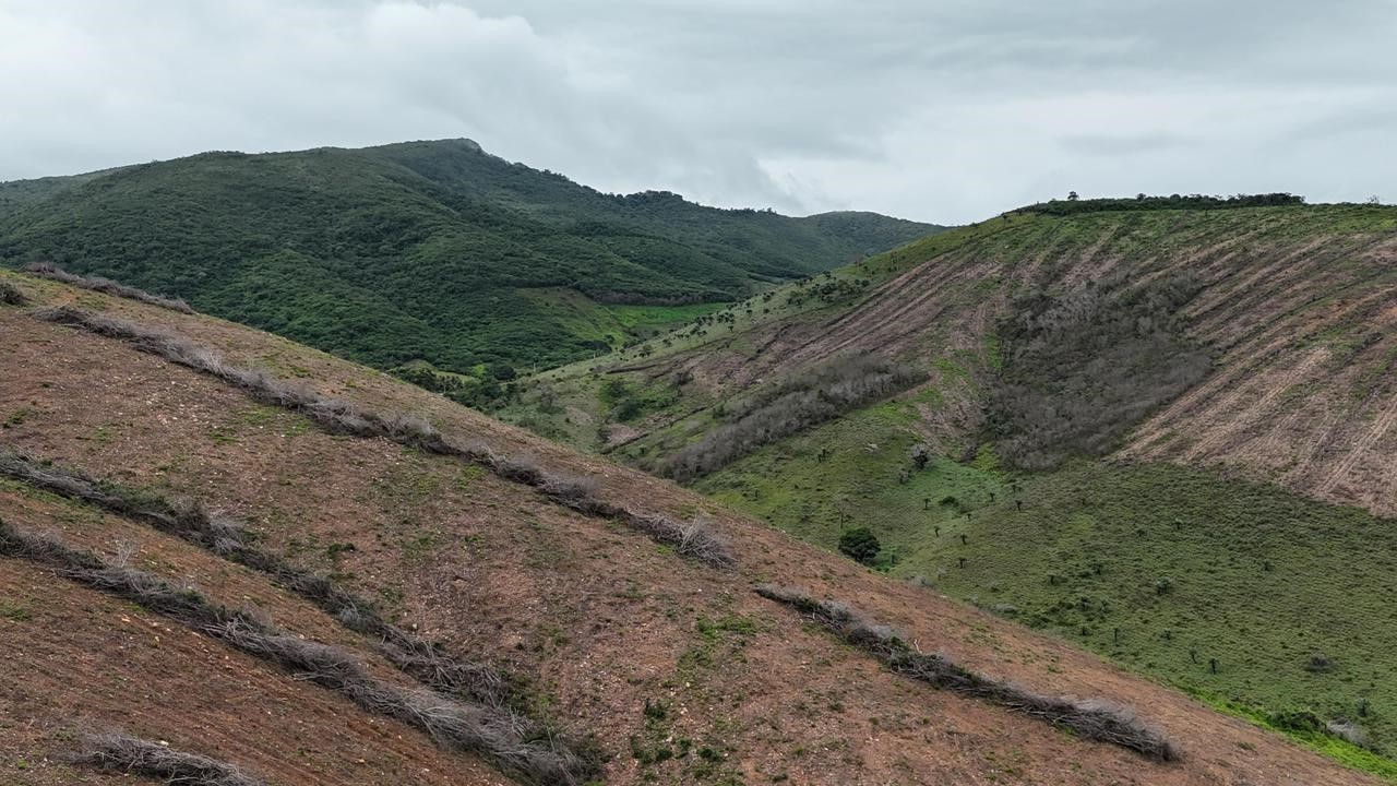 PF prende investigado por desmatar área igual a 800 campos de futebol na Caatinga em AL 