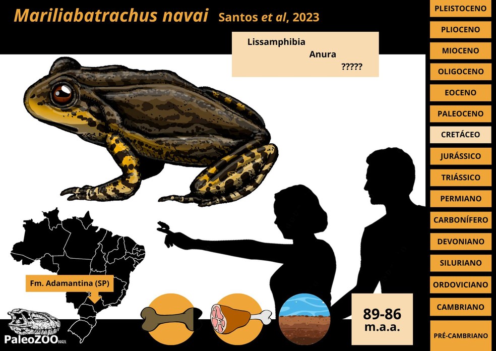 Paleontólogo acredita que os sapos faziam parte da dieta de crocodilos pré-históricos — Foto: William Roberto Nava/Arquivo Pessoal