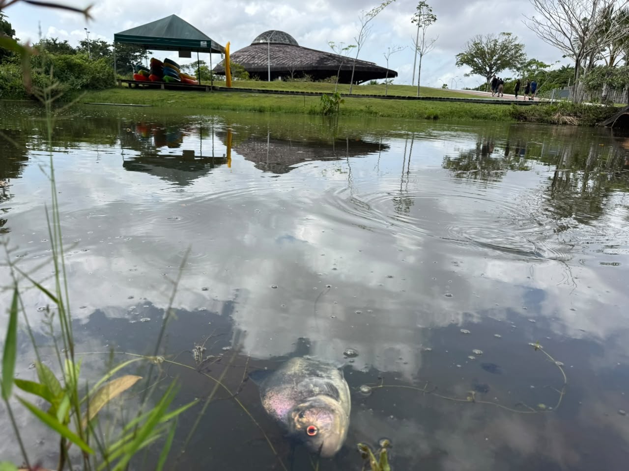 Peixes são encontrados mortos em igarapé no Parque do Utinga, em Belém; calor pode ser a causa, diz Ideflor-Bio