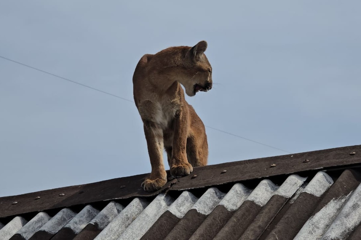 Morador encontra onça-parda no telhado de casa, laça animal e aciona resgate, em área rural do Paraná