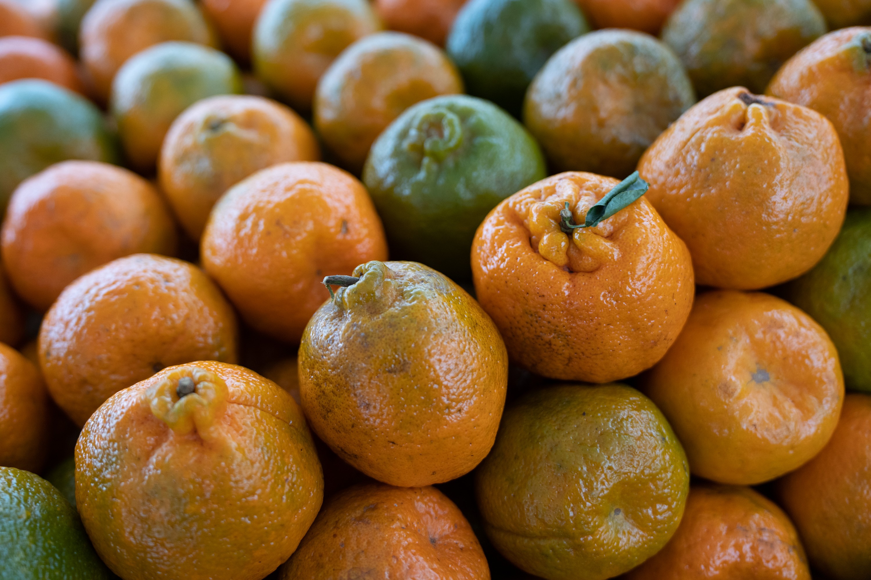Ponkan, mexerica, morgote, mimosa ou bergamota? Entenda nomes usados para referenciar tangerina