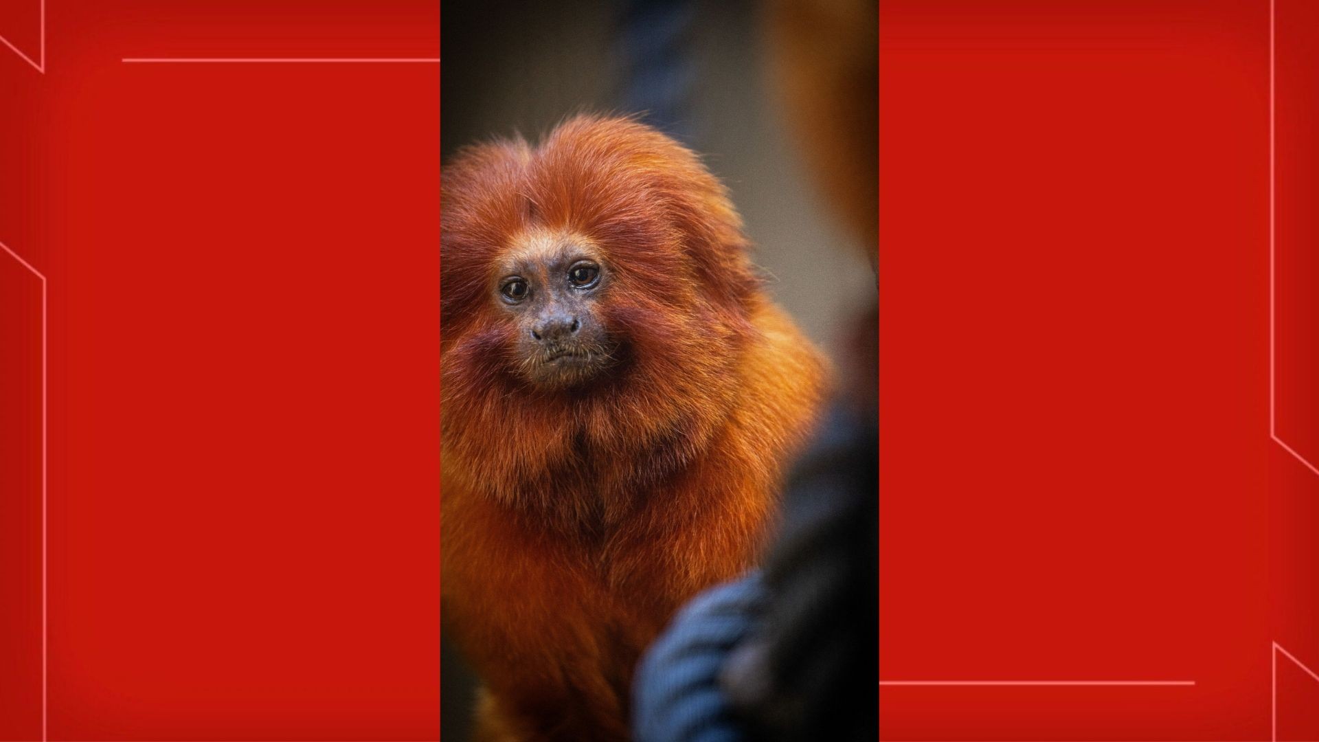 Mico-leão-dourado chega ao Zoo de Brasília para fazer par com fêmea; espécie é ameaçada de extinção