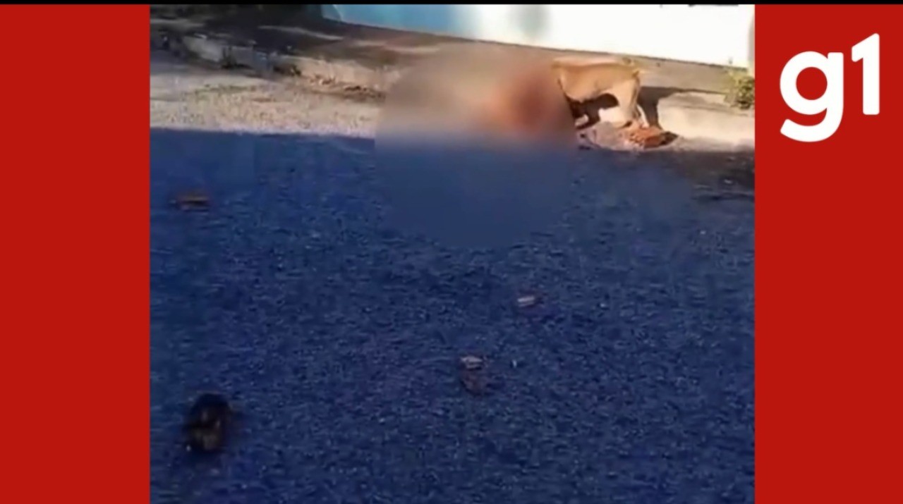 VÍDEO: pitbull foge de casa, mata cachorra e deixa morador ferido em MT 
