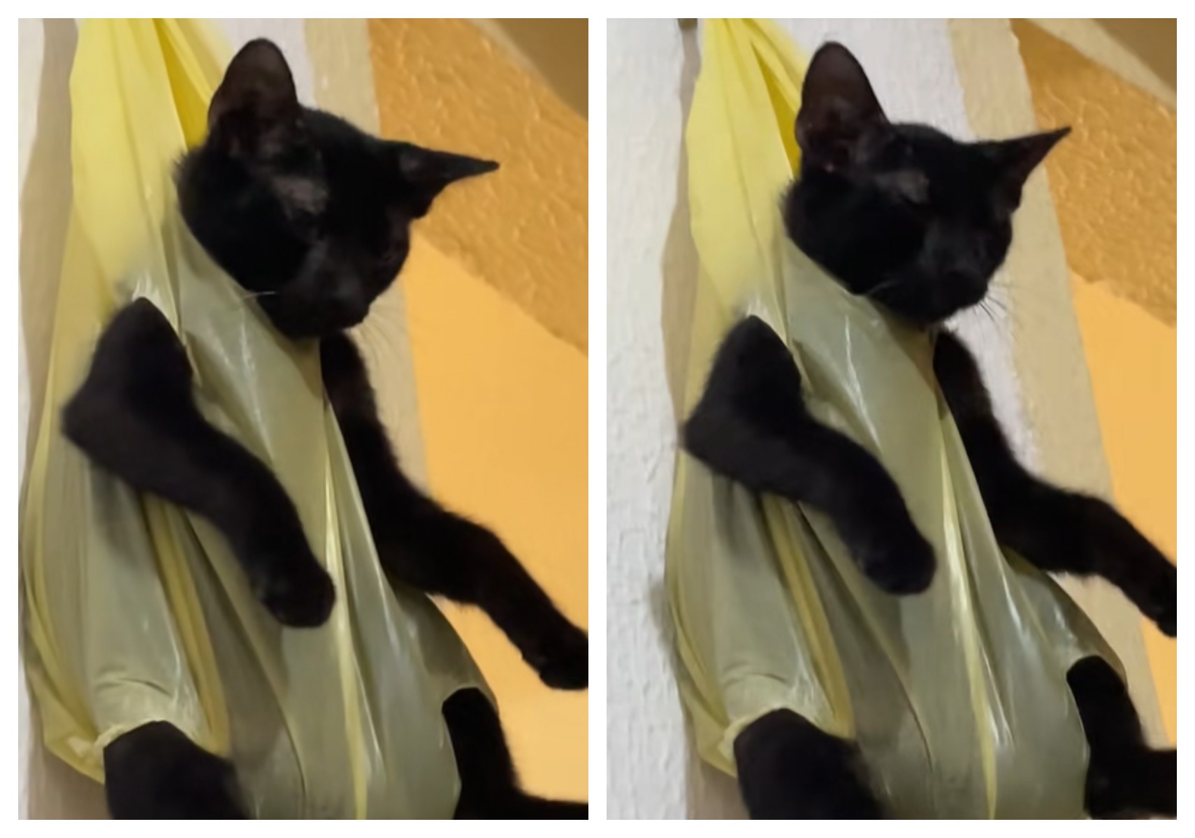 Vídeo de gato pendurado em sacola como 'castigo' viraliza nas redes; VEJA