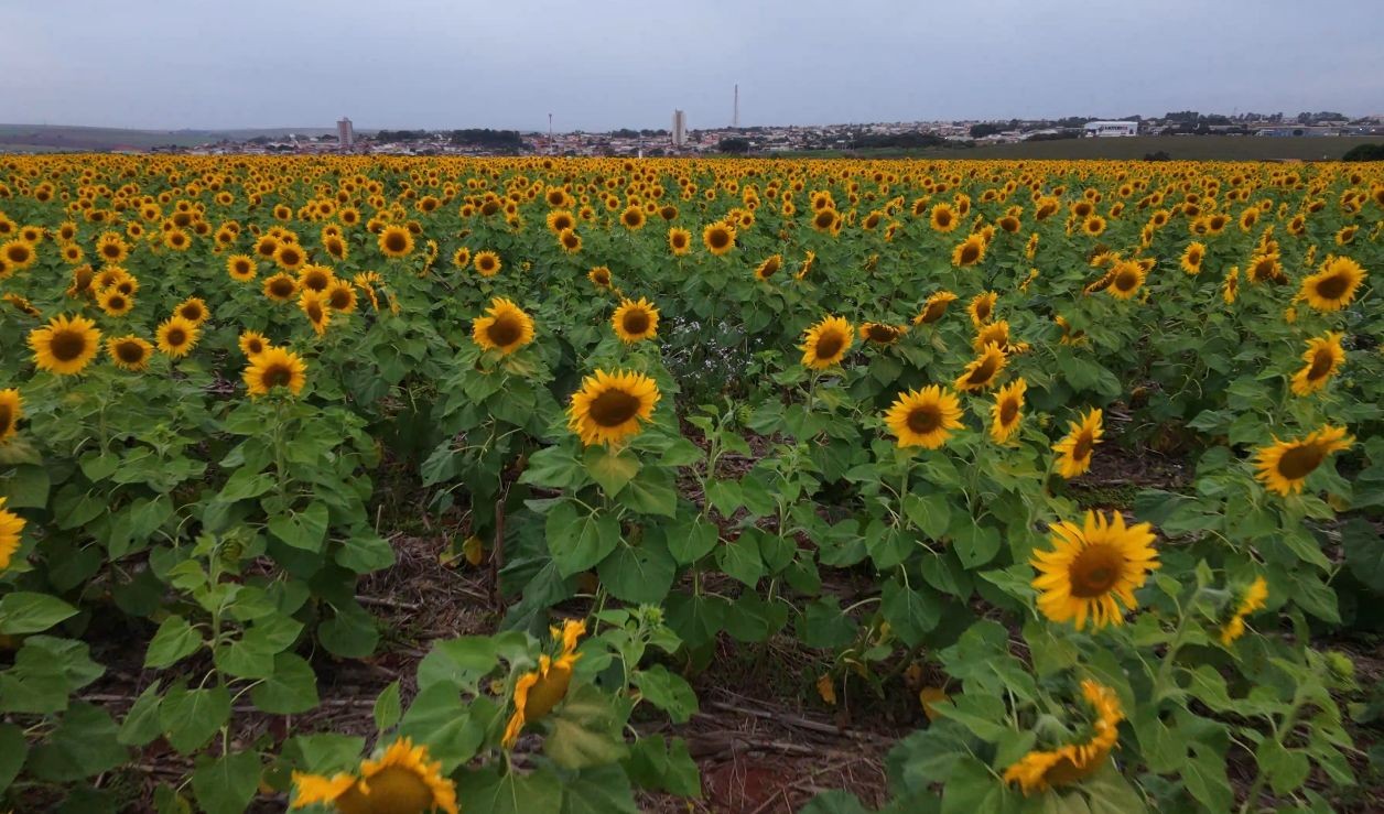 'Mar' de girassóis verde e amarelo do tamanho de 53 campos de futebol chama atenção no interior de SP