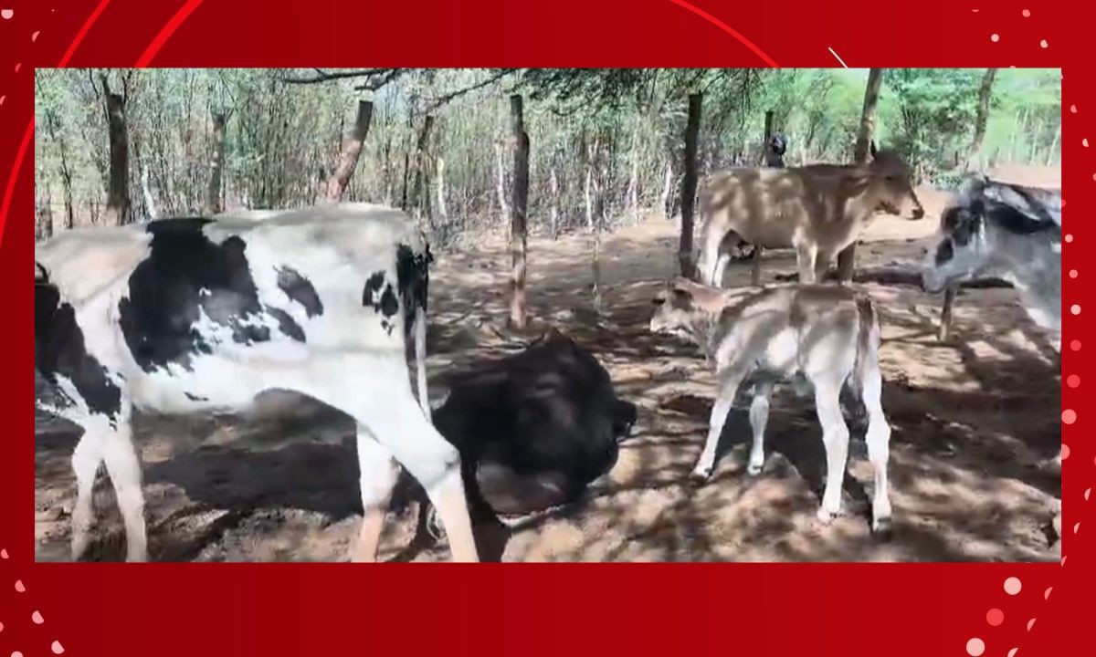 Cinco bovinos morrem após ataque a tiros em cidade da Bahia
