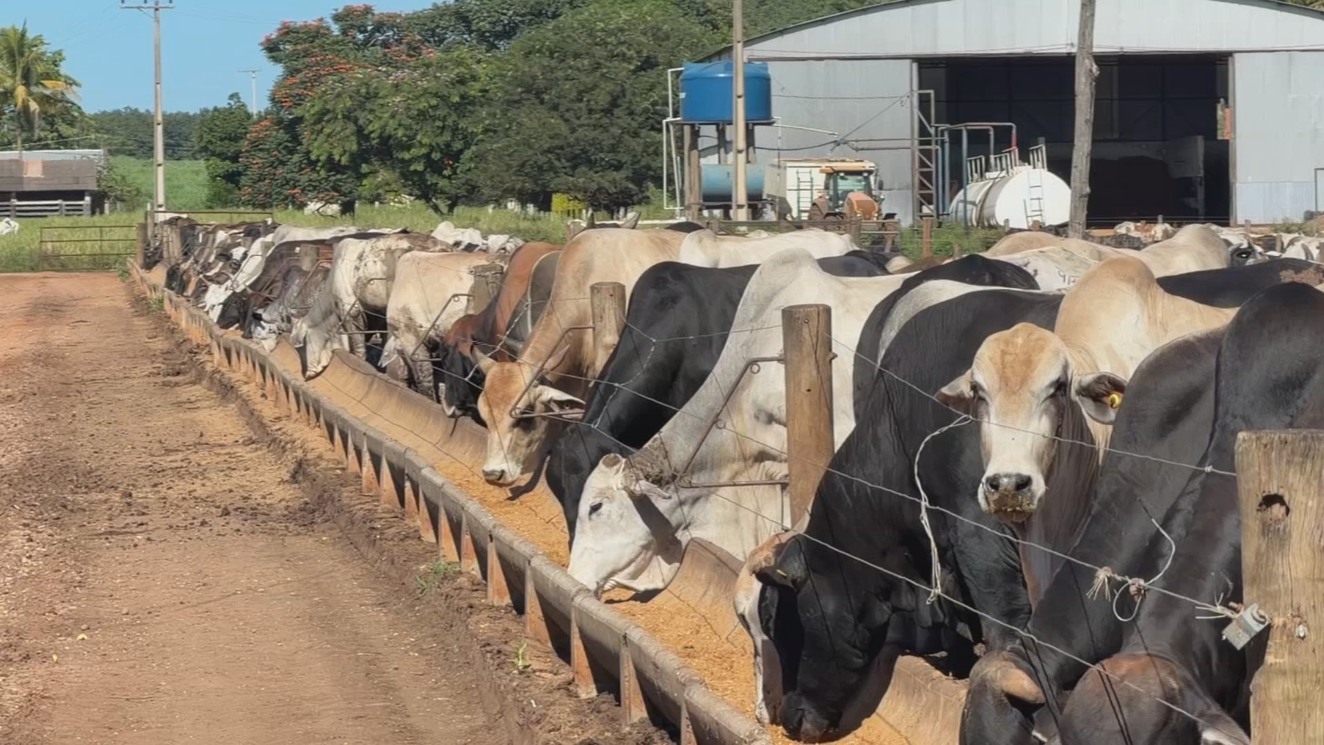 Produtores rurais têm até domingo, 3, para atualizar cadastro de rebanhos no Pará
