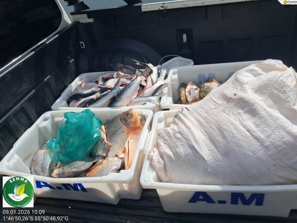 Semma apreende 96 Kg de pescado irregular durante fiscalização em área urbana de Oriximiná