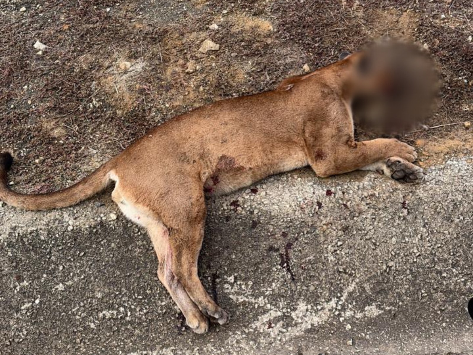 Onça-parda morre após ser atropelada na BR-381, em Jaguaraçu